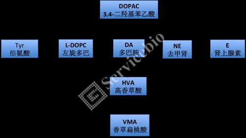 色氨酸代谢途径